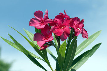 Oleander; Nerium; Oleander; Giftpflanze; Wildpflanzen;