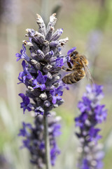 bee on lavender