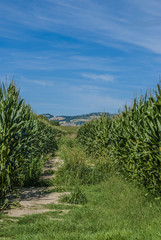 campo di spieghe