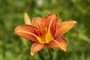 Fototapeta premium Taglilie, Hemerocallis,