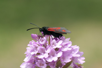 Veraenderliches, Sechsfleck-Widderchen, Zygaena, filipendulae,