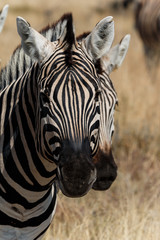Fototapeta na wymiar Two zebra heads