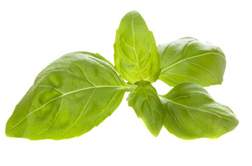 Basil leaf