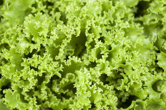closeup of lollo biondo lettuce