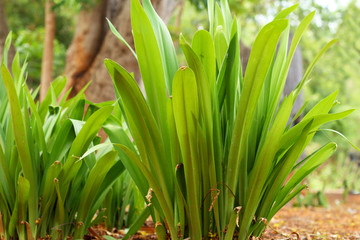 Pandanus palms in nature