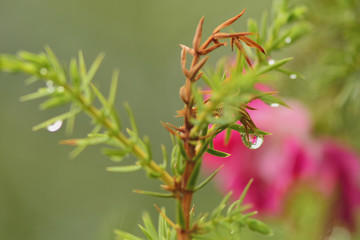 Фрагмент хвойного дерева © ais60