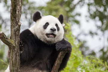 Door stickers Panda Giant panda on the tree