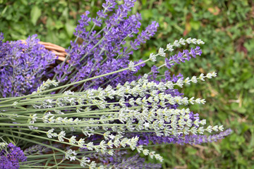 Lavender