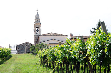 Fototapeta na wymiar landscape with vineyards