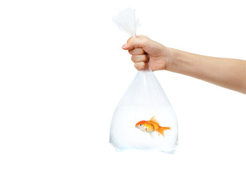 Hand holding a plastic bag with golden fish in it - 67486118