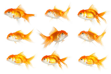One goldfish swimming in opposite way. - 67486701