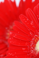 GERBERA EN VERTICAL