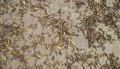 leaves fall on footpath