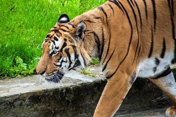 Sumatran tiger