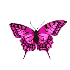 butterflies design