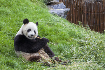 Fototapeta premium Panda sits on the ground and eats bamboo