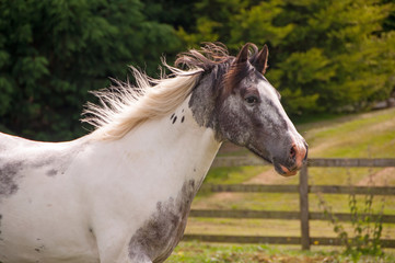 Pinto horse portrait