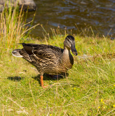 Mallard duck an example of wildlife in Lake District England uk