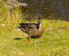 Mallard duck an example of wildlife in Lake District England uk