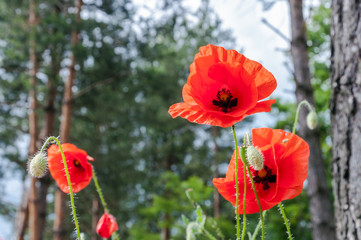 Poppies on the meadow