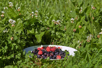 Разные ягоды на тарелке