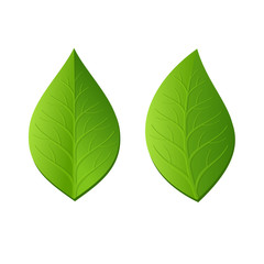Obraz premium Two Green Leaves on White Background. Vector