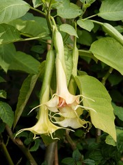 flowers of Brugmansia Datura