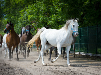 Runing horses
