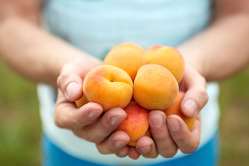 Male hands holding apricots