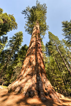 Sequoia National Park © demerzel21