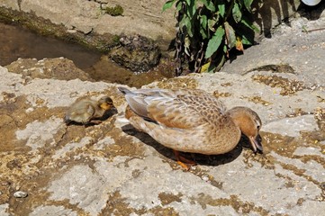 Duck and duckling on riverbank © Arena Photo UK