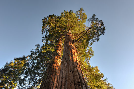 Merged Giant Sequoia Trees © demerzel21