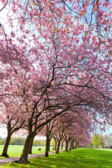 Fototapeta premium Walk path surrounded with blossoming plum trees