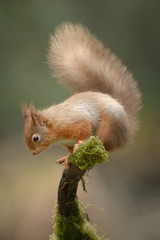 Red Squirrel