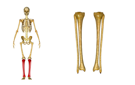 Skeleton legs