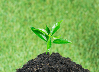 Young small new life green plant