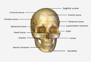 Human Skull
