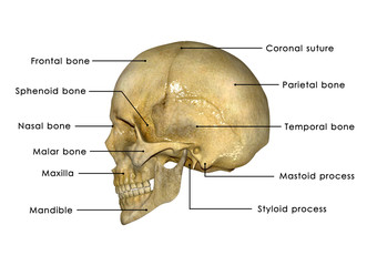 Human Skull