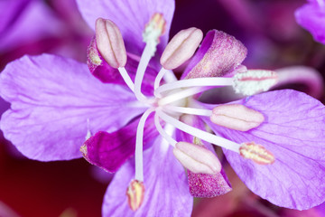 Violet flower macro
