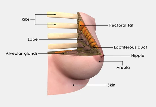 Breast anatomy labelled Stock Illustration