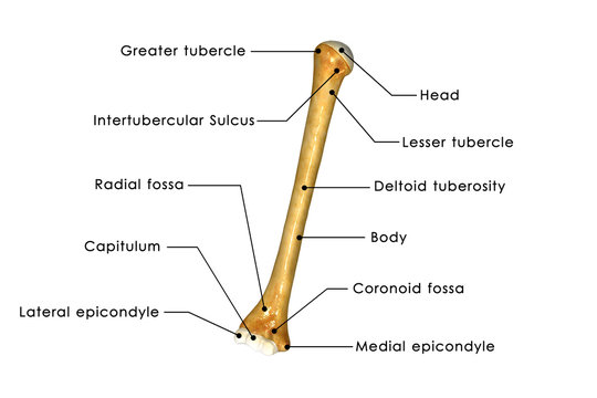 Humerus Labelled