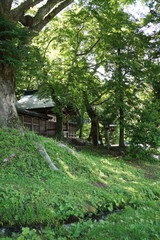 諏訪大社　上社前宮　本殿