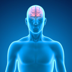 Fototapeta premium Brain