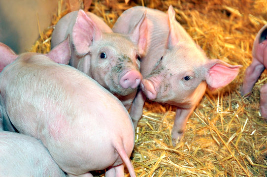 piglets