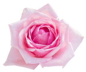 pink blooming rose