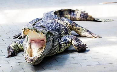 Photo sur Plexiglas Crocodile crocodile.