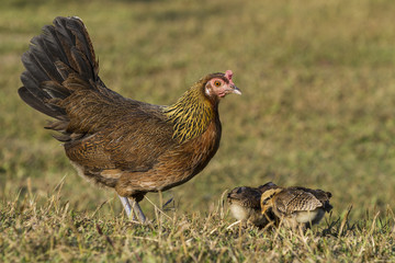 hens