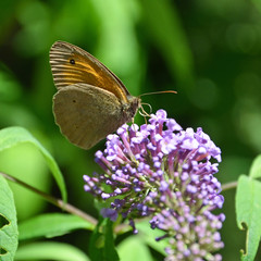 schmetterling