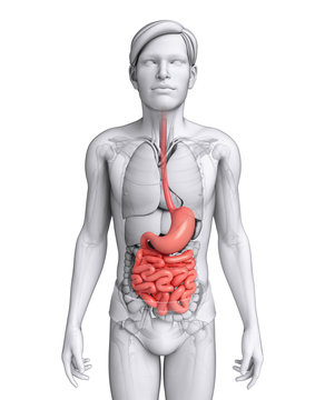 Small intestine anatomy of male