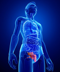 Male urinary system